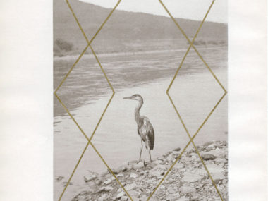 Claudia Wieser, Fischreiher, 2009, Gold leaf on book page, 25.5 x 20 cm from The Amoebic Workshop, curated by Astarte Rowe, 2016, Critical Distance Centre for Curators. Installation documentation by Toni Hafkensheid.