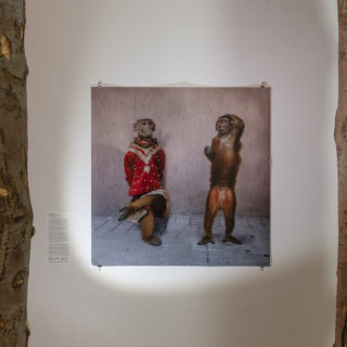 Huma Mulji, Single Salute, 2008, archival inkjet print, 40 x 40 inches, from We Look at Animals Because, Critical Distance Centre for Curators, 2018. Installation documentation by Toni Hafkenscheid.