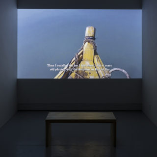 Maha Maamoun, Dear Animal, 2016, Single-channel video, 25:30 minutes, installation view, from We Look at Animals Because, Critical Distance Centre for Curators, 2018. Installation documentation by Toni Hafkenscheid.