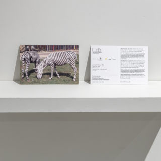 Khaled Hourani, Zebra Copy Card, 2009/2018, digital print on matte cardstock 4 x 6 inches, from We Look at Animals Because, Critical Distance Centre for Curators, 2018. Installation documentation by Toni Hafkenscheid.