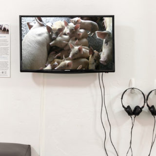 Smriti Mehra, Authanakoota (Banquet), 2015, video, 14 minutes, from We Look at Animals Because, Critical Distance Centre for Curators, 2018. Installation documentation by Toni Hafkenscheid.